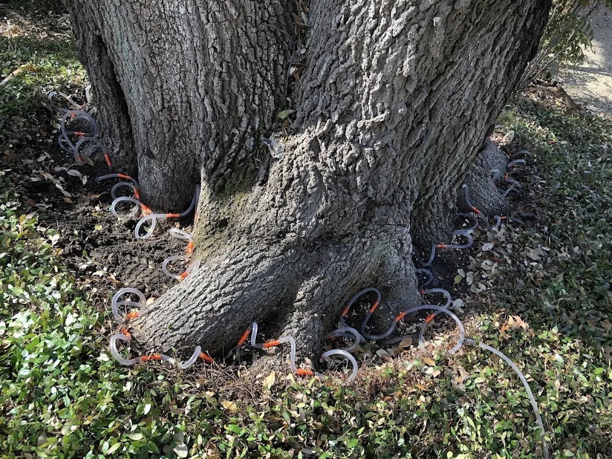 Detailed Tree Cabling and Bracing job site in Queen Anne