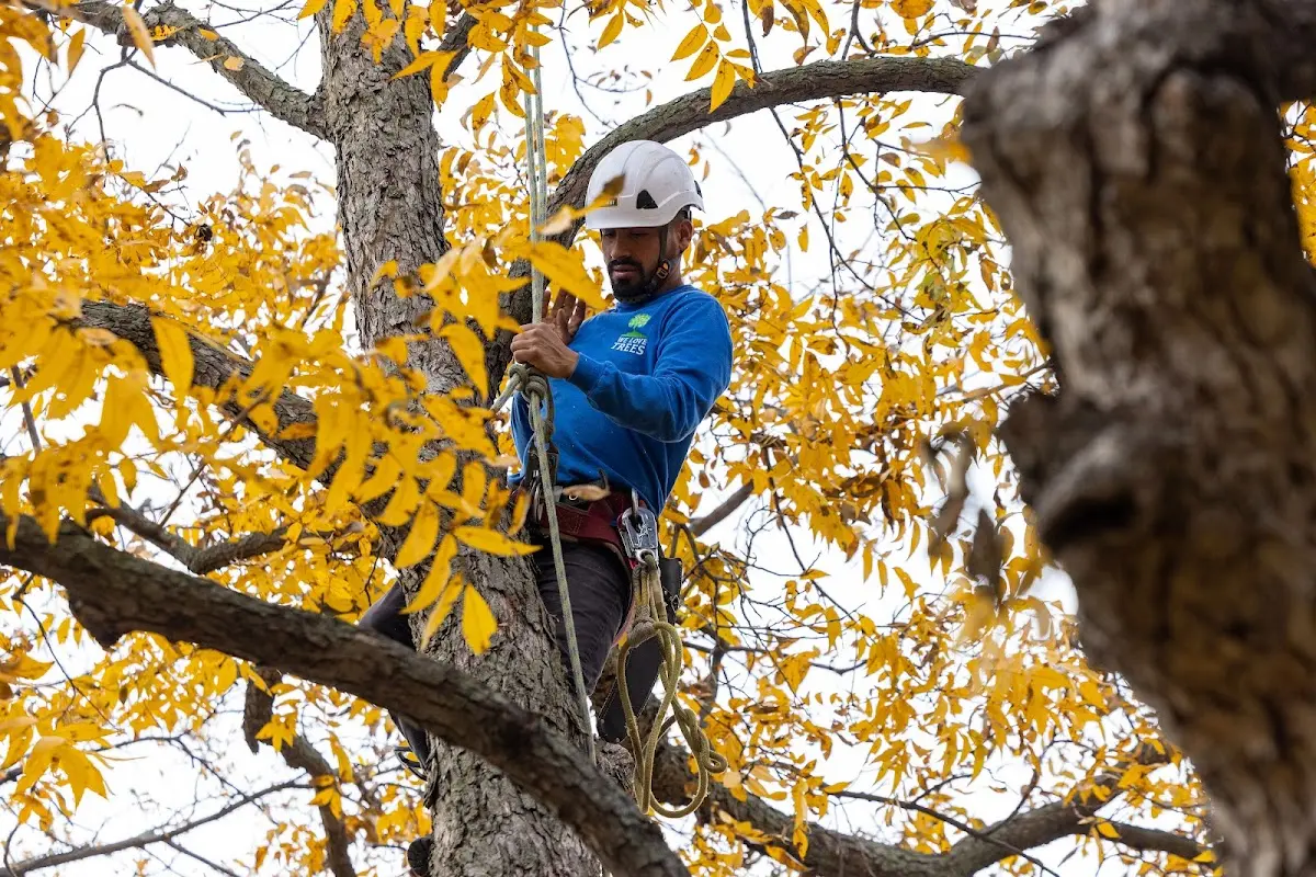 Skilled Tree Pruning crew working in Queen Anne